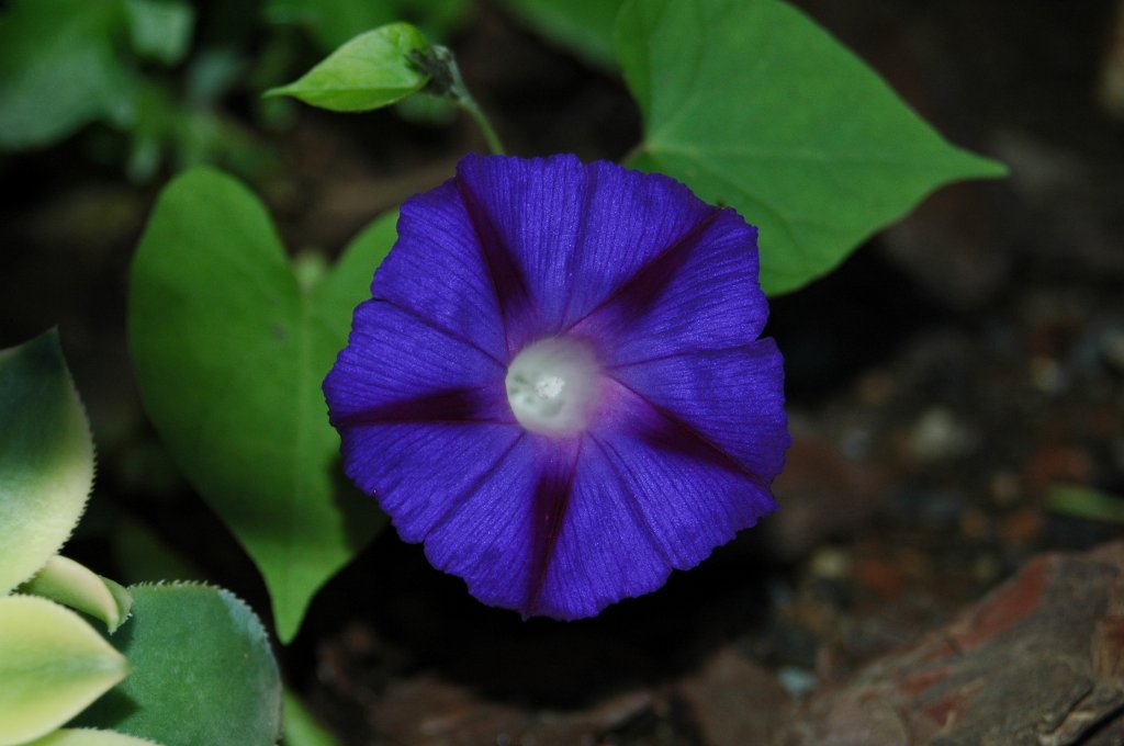 [DSC_7162_1024x680.jpg]