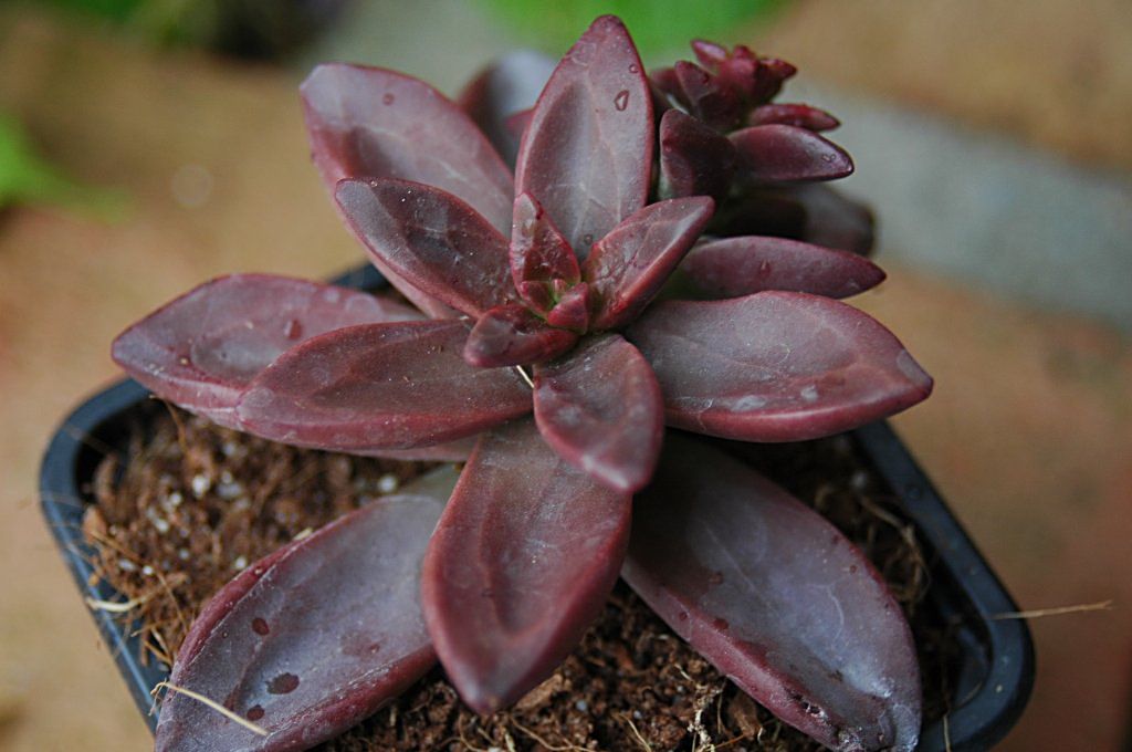 [DSC_7364_1024x680.jpg]