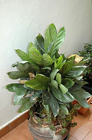 [DSC_8006_318x480.jpg]