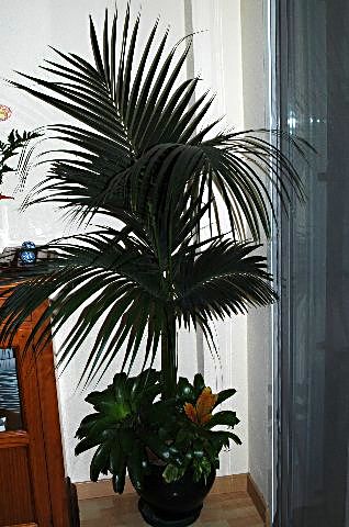 [DSC_7410_318x480.jpg]