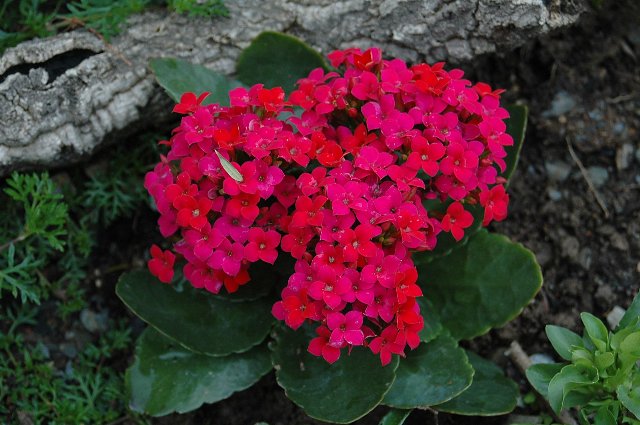 [DSC_9050_640x425.jpg]