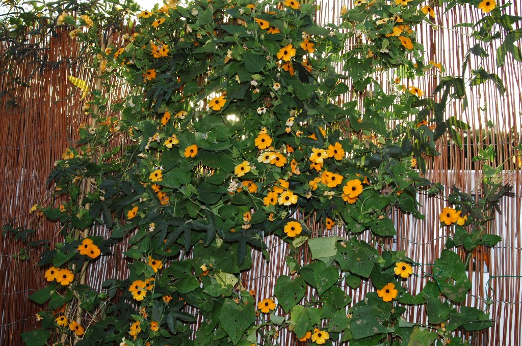 [DSC_6313_1024x680.jpg]