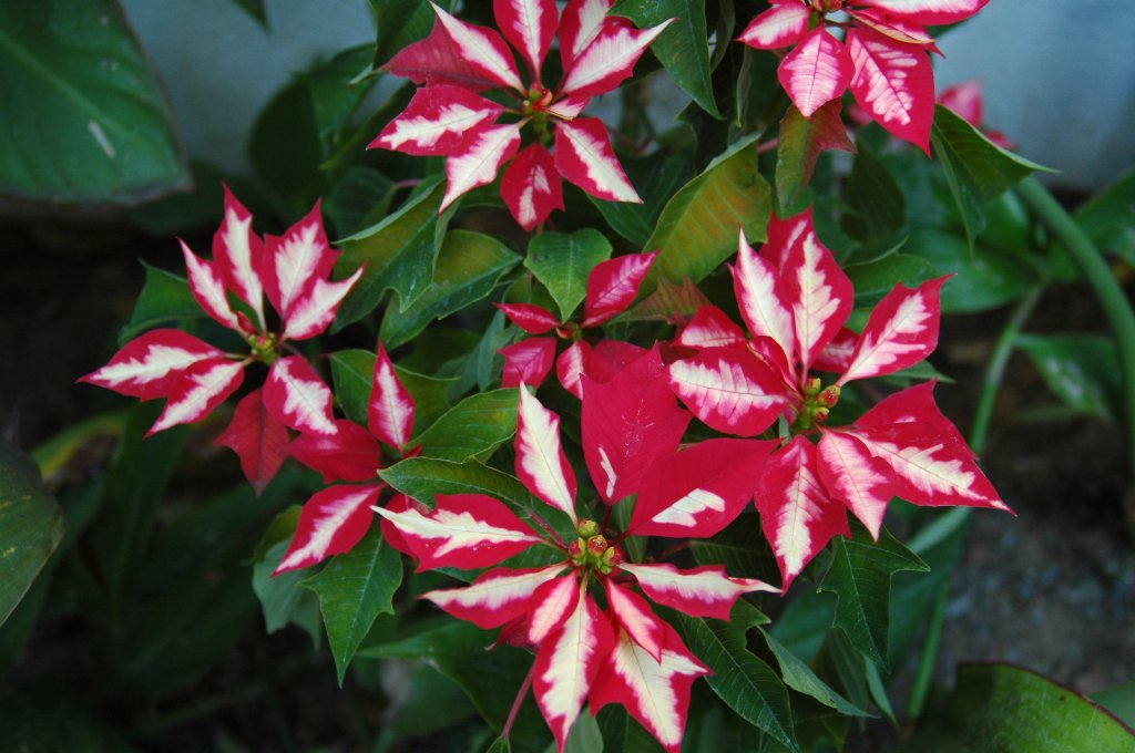 [DSC_6666_1024x680.jpg]