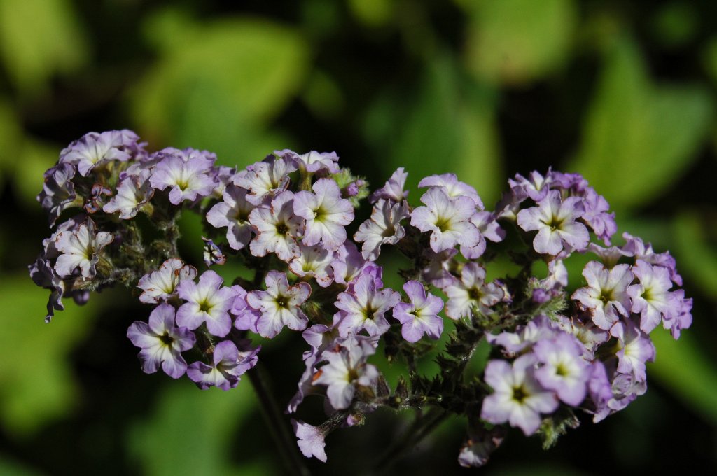 [DSC_6776_1024x680.jpg]