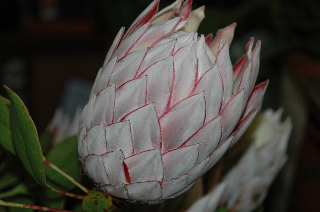 [Madeira+(37)_1024x680.jpg]