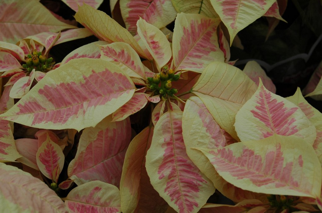 [DSC_6863_1024x680.jpg]