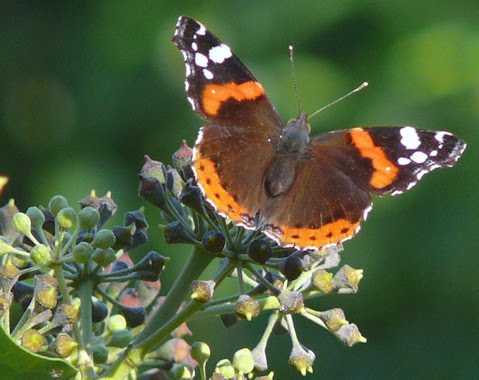 [Vanessa+atalanta.jpg]