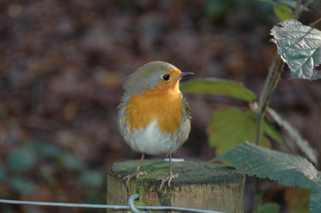 [DSC_3519_1024x680.jpg]