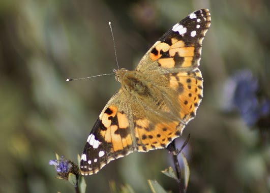 [Vanessa+cardui.jpg]