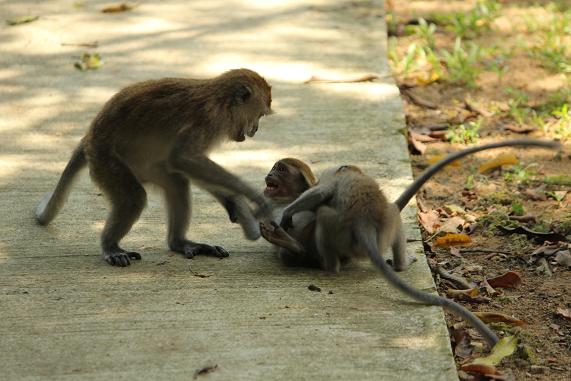 Crystal and Bryan in Singapore: Monkey Baby Boom!