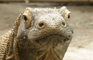 Komodo Island is the NEW 7 Wonders of The World 2
