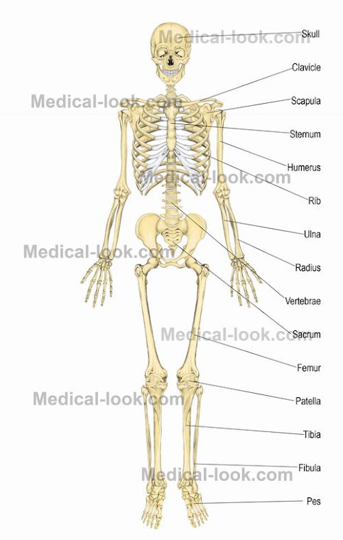 SKELETAL SYSTEM WITH LABELS