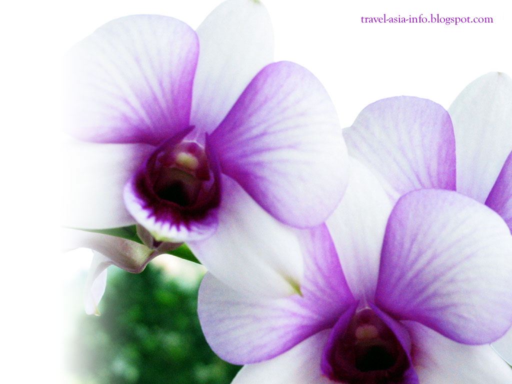 http://2.bp.blogspot.com/_3kph_lK9hHY/Swf-BfXLWKI/AAAAAAAAAG8/ujs7tG9TMpQ/s1600/desktop-wallpaper-orchid.jpg