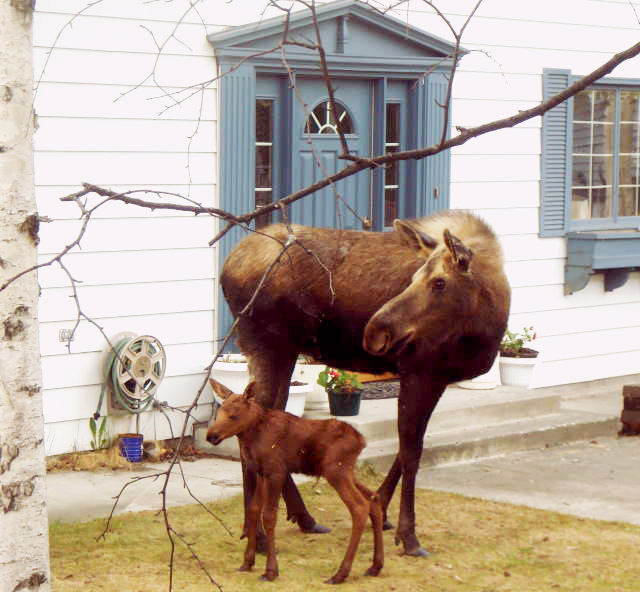 [baby+moose.jpg]