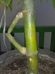 MEIMOZ BUSINESS CENTRE: JUAL BELI BARANG ANTIK