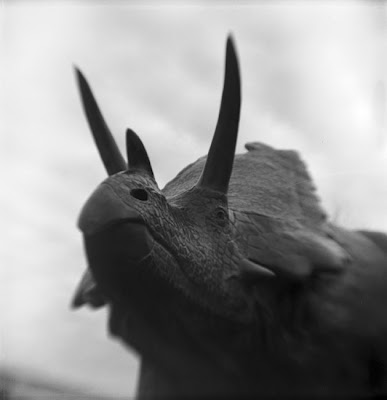 contemplating extincton