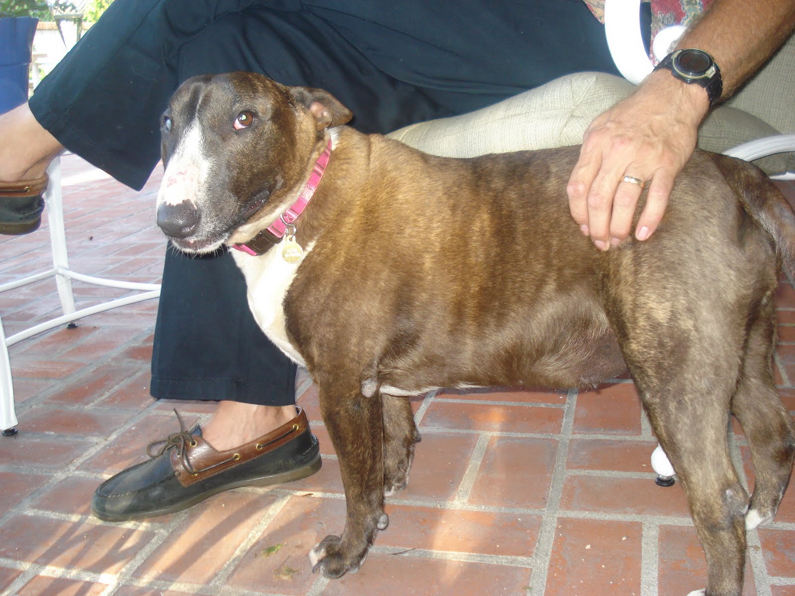 Target Dog Breed Dog Training Home Dog Types