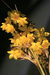 flor  amarilla