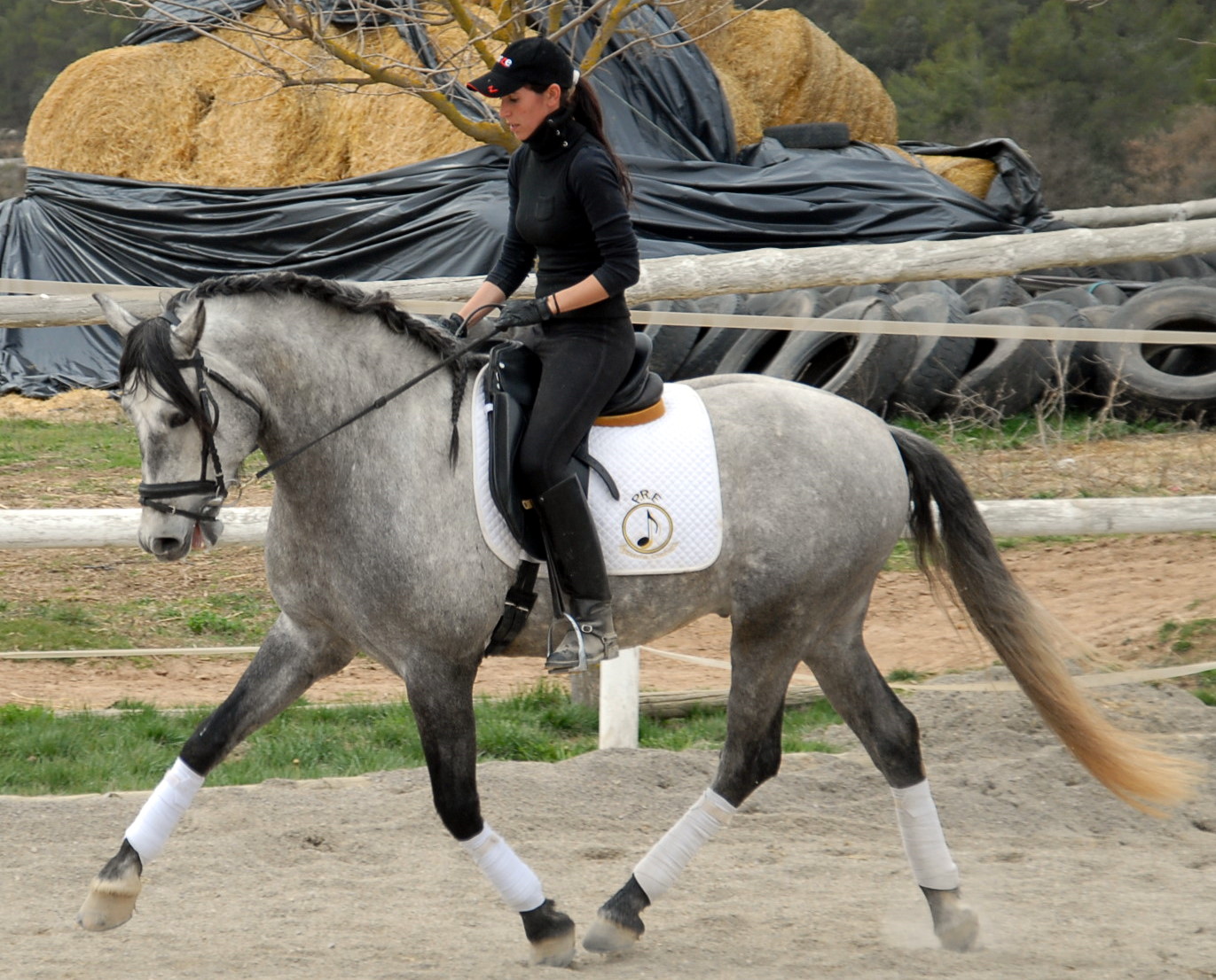 spanish horses for sale exclusive sport dressage pure competition