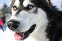 Feed Shelter Dogs