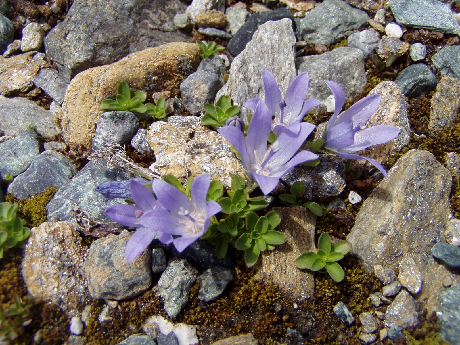 Les Pyrénées: Photos, randonnées, paysages et rencontres: Flore de montagne:  fleurs bleues ou violettes