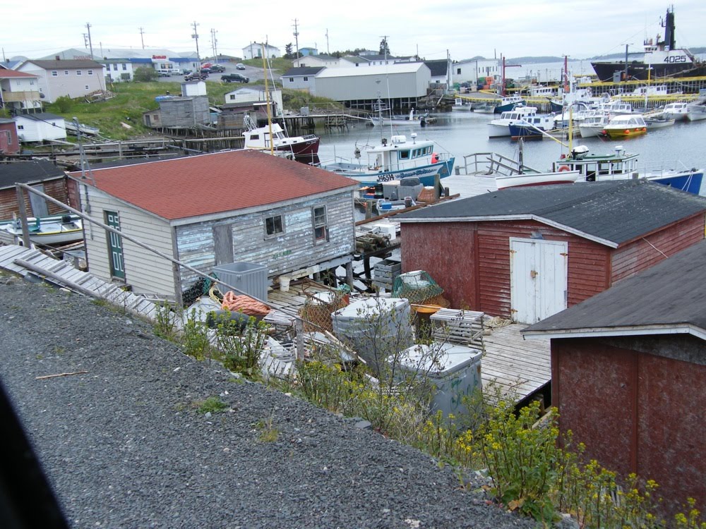 The Bellevue Guy Bryan Arnold's Cove