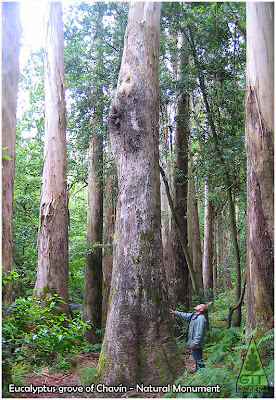 Eucalyptus grove at Chavín, Souto da Retorta, Lugo, Galicia, Spain. Natural Monument. Tallest Eucalyptus grove in Europe. / Eucaliptal de Chavín, Lugo, España. GIT Forestry Consulting