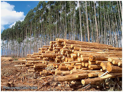 Eucalyptus forest in Brazil, by Celso Foelkel / Bosque de eucalipto en Brasil, por Celso Foelkel