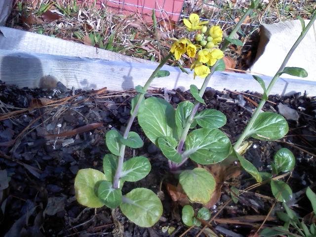 Harvest in the City: bok choy bolt