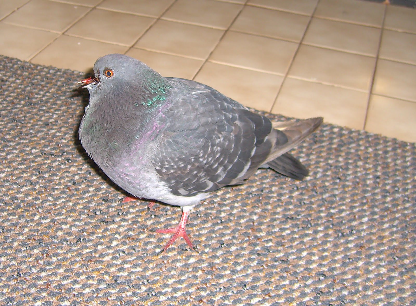 [pigeon.JPG]