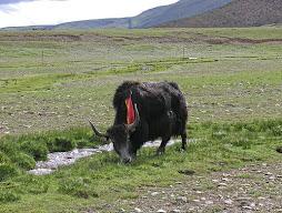 Yak