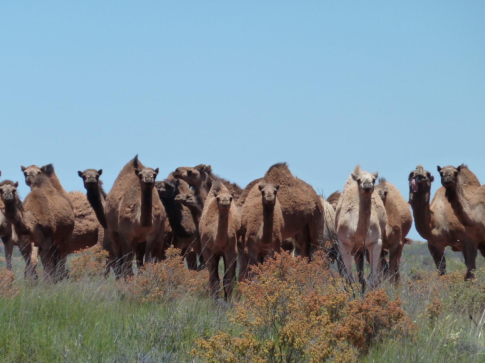 Lene's Adventures: Australian Outback Wild Life And Nature