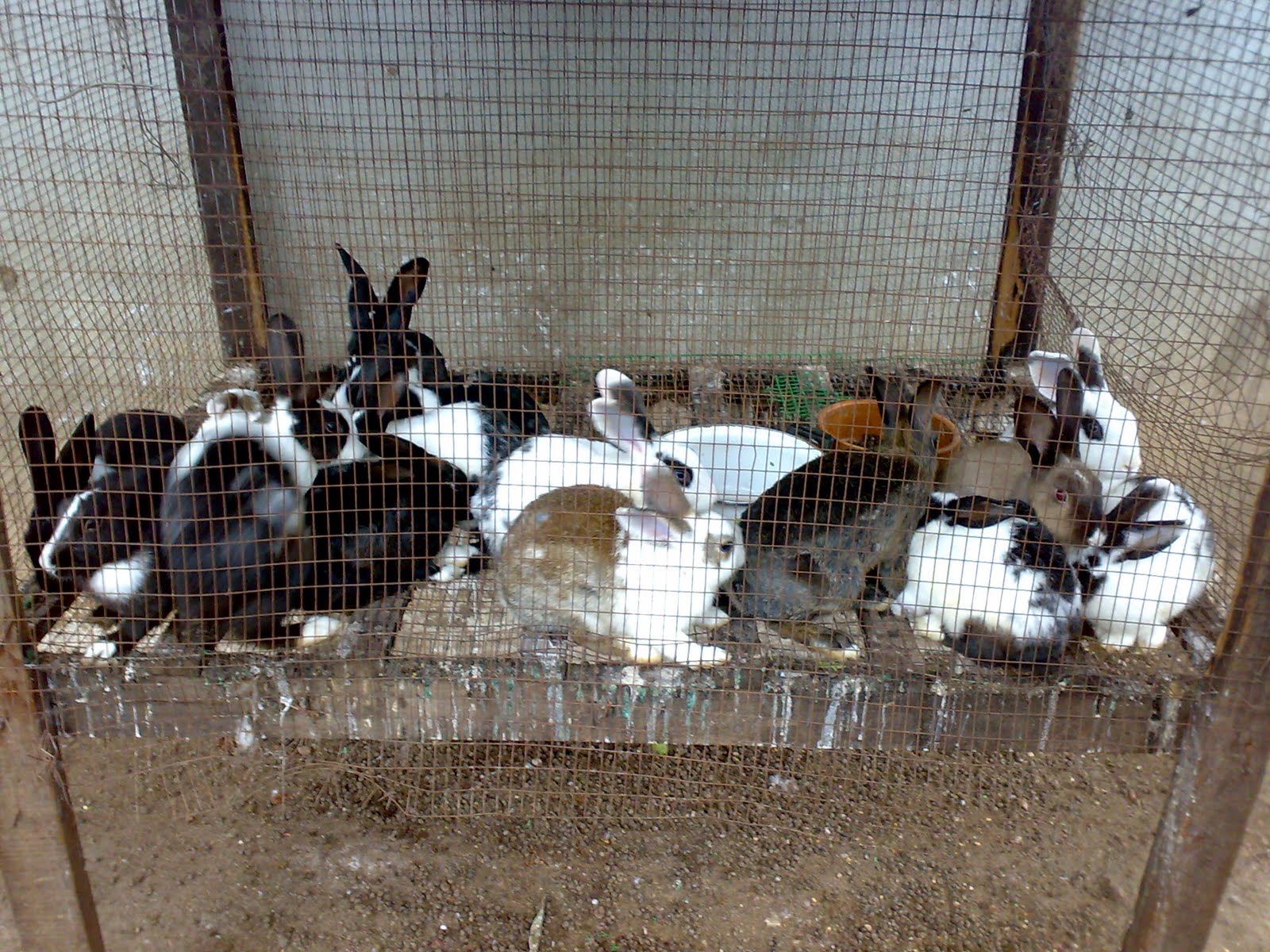 TANJUNG LABUH AGRO FARM: Arnab untuk dijual..