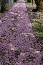 Sidewalk blossoms