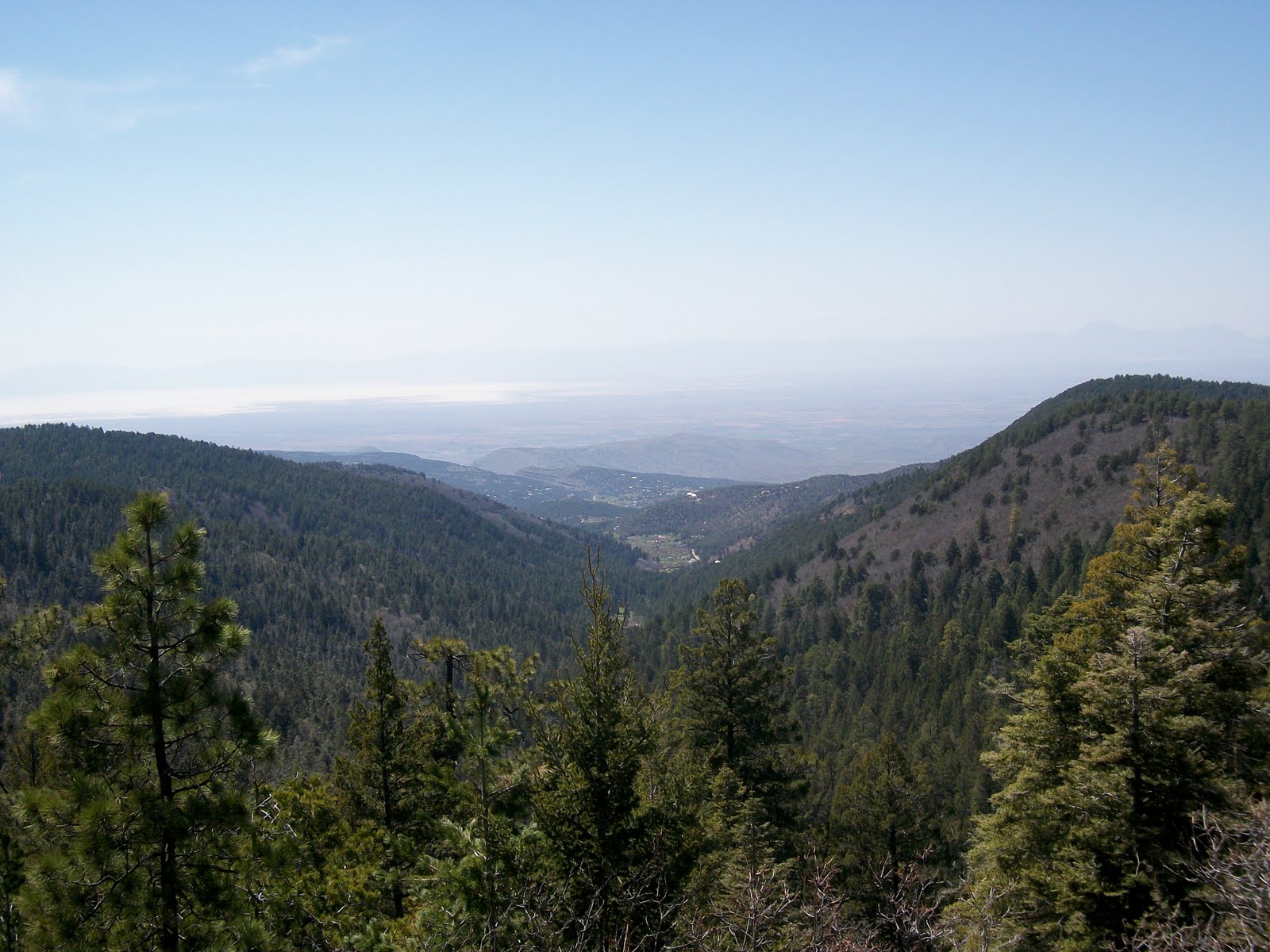 Forest Lincoln National Forest