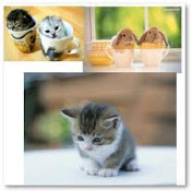 Kittens!