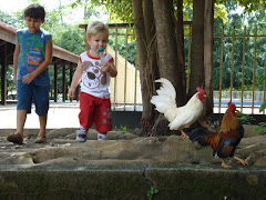 Parque Florestal de Sinop-MT