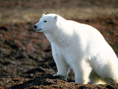 oso-polar-blanco