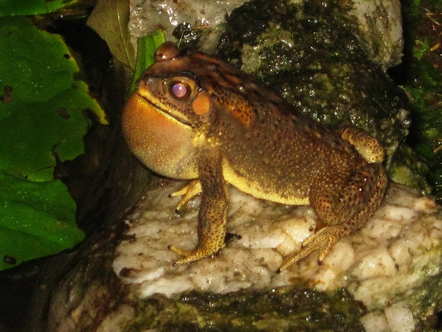 A Croaking Toad