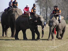 Elephant Polo Championships