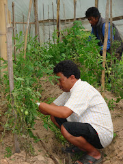 Farmers working in organic farm