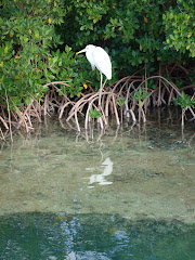 The Resident Egret