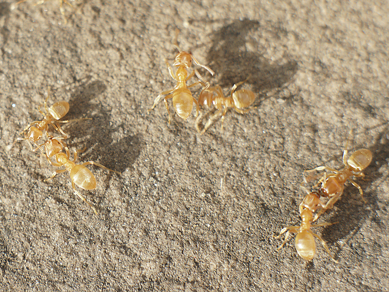 Normanby Nature: Yellow Meadow Ants and Martins