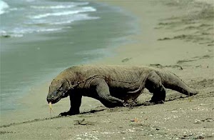 Il Varano di Komodo o Drago di Komodo è il più grande sauro vivente.