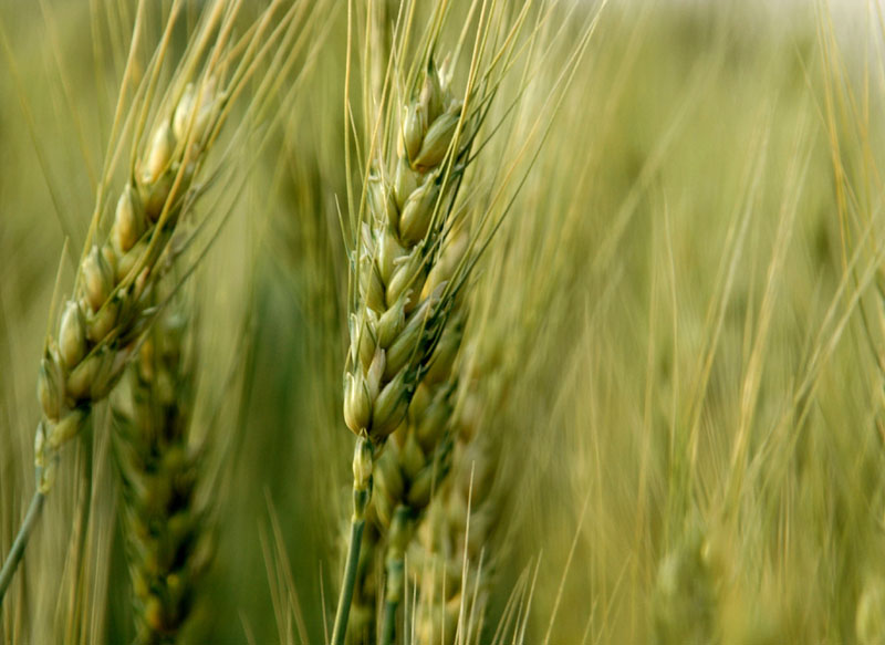 [Green+wheat.jpg]