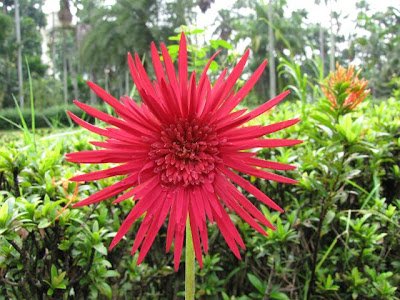 Indahnya Indonesiaku Bunga  warna  merah 