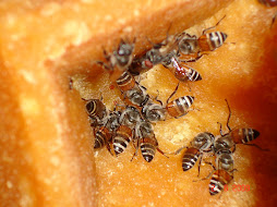 Bees on Jaggery