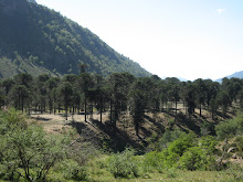 Bosque de Araucarias