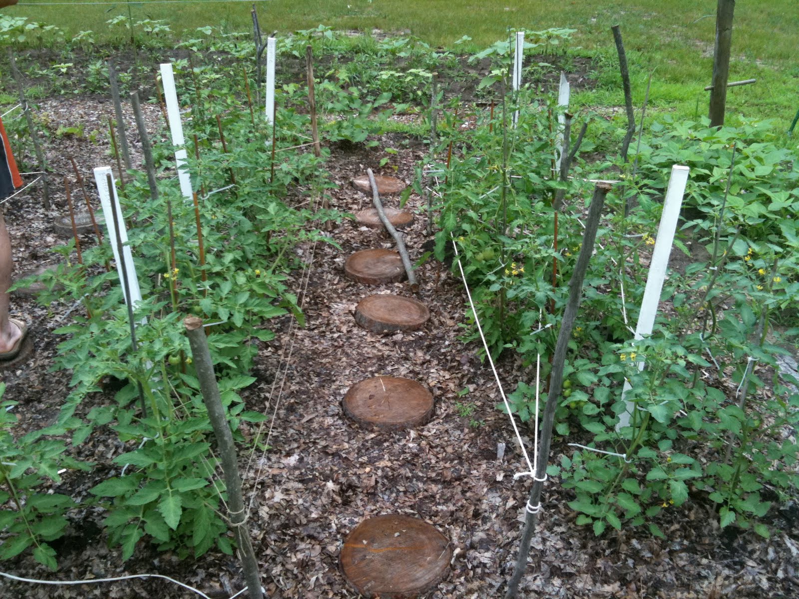 How To Stake Tomatoes Australia - Grosse Lisse Tomato Pruning
