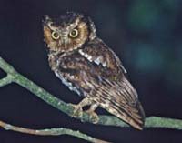 Moutain Scops Owl
